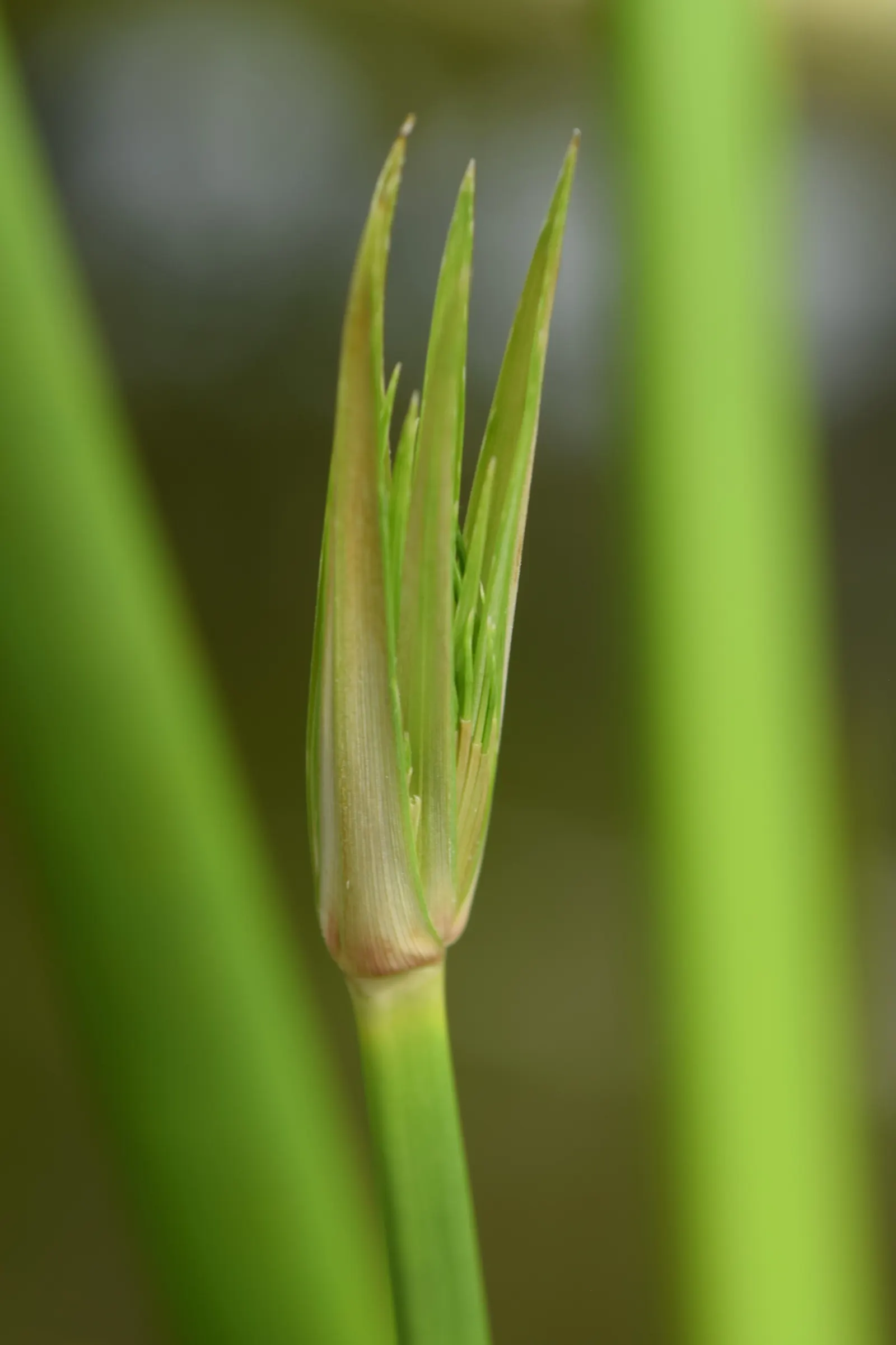 Papyrus, Egyptian Paper Reed (Cyperus Papyrus) — commonly known as Egyptian Paper Reed or Papyrus; when educating the client on the Papyrus, image 69