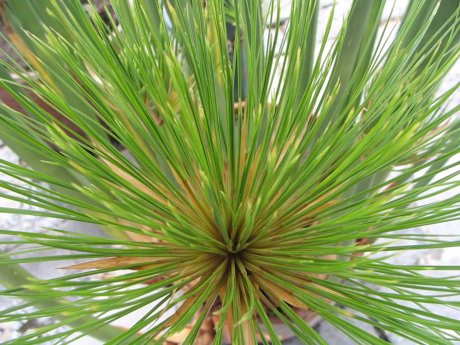 Papyrus, Egyptian Paper Reed (Cyperus Papyrus) — Papyrus (Cyperus papyrus), an ornamental aquatic plant, conjures the look of ancient Egypt; ideal, image 64