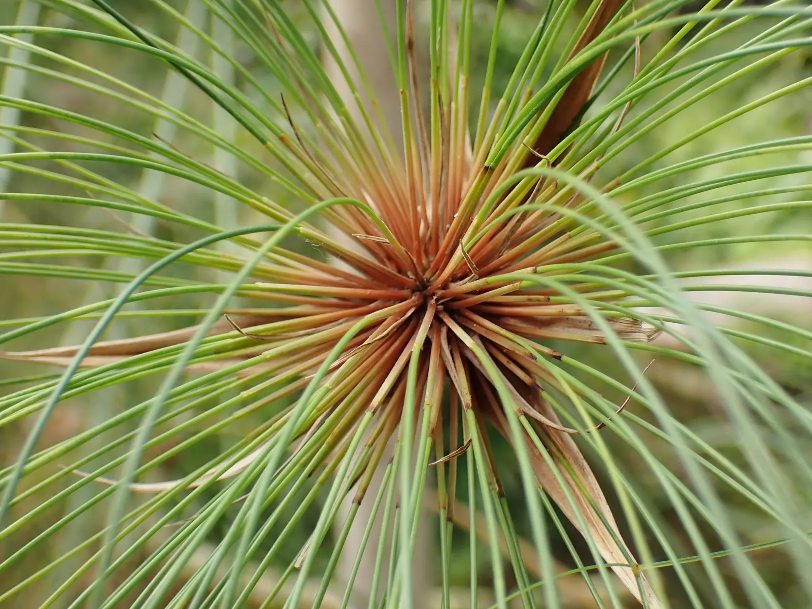 Papyrus, Egyptian Paper Reed (Cyperus Papyrus) — It is not frost-tolerant and requires protection or indoor overwintering in cooler climates; when, image 57