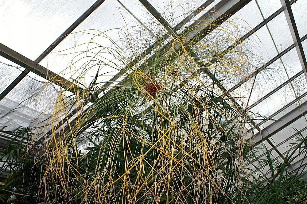 Papyrus, Egyptian Paper Reed (Cyperus Papyrus) — it remains an ornamental treasure that can add a piece of history and visual interest to their, image 62