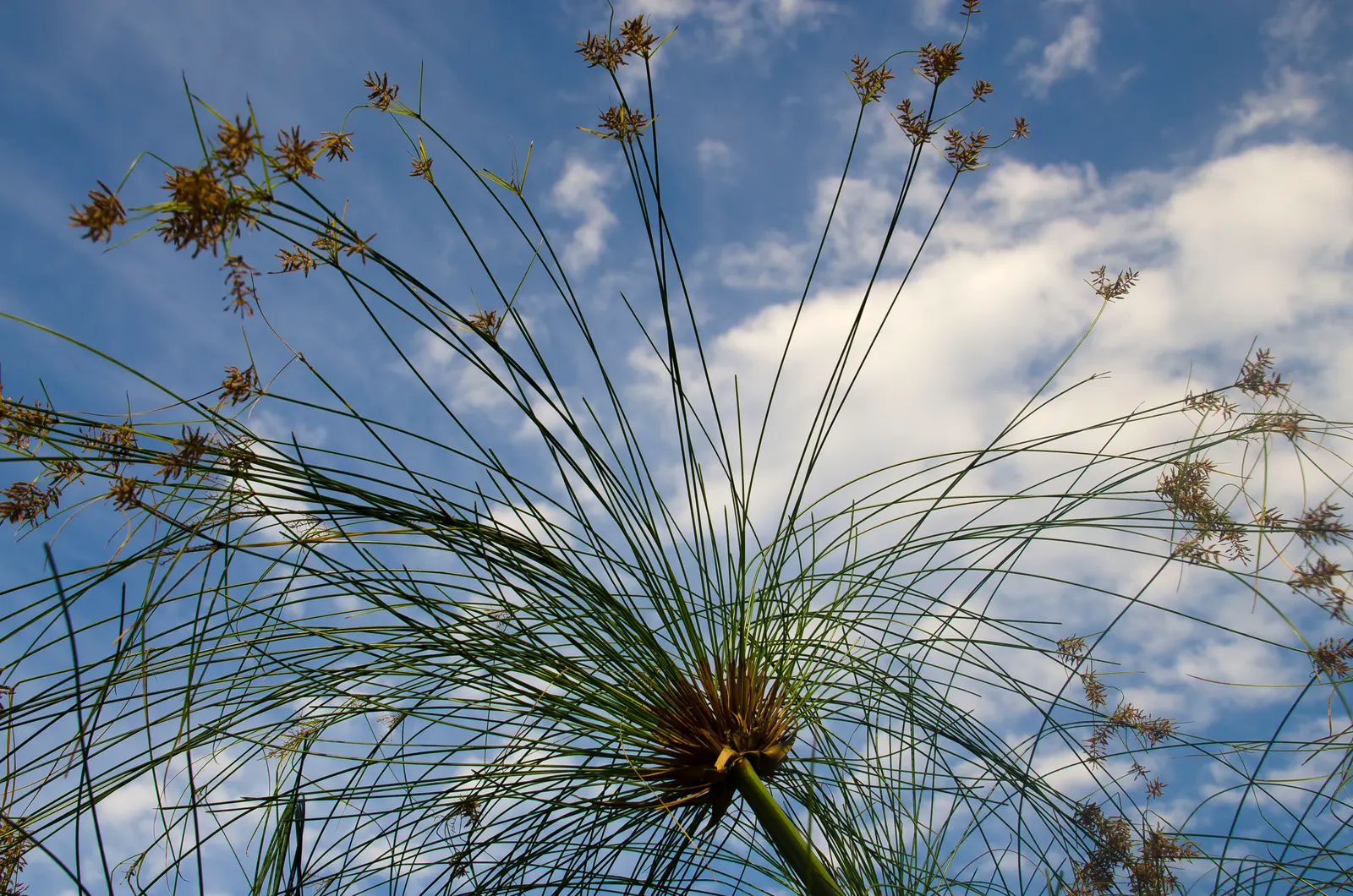 Papyrus, Egyptian Paper Reed (Cyperus Papyrus) — When educating the client on the Papyrus