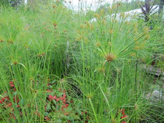 Papyrus, Egyptian Paper Reed (Cyperus Papyrus) — it should be noted that while it is no longer used for paper-making; ideal for water gardens, it, image 61