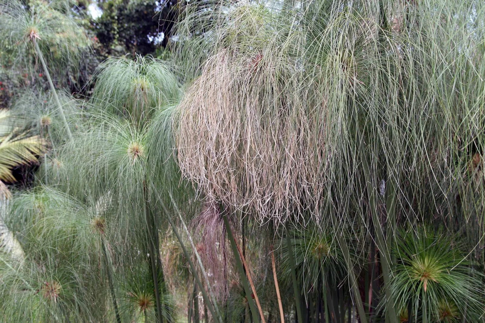 Papyrus, Egyptian Paper Reed (Cyperus Papyrus) — Thriving in USDA zones 9-11, its tall, triangular stems can reach 8-10 ft, topped with feathery, image 44