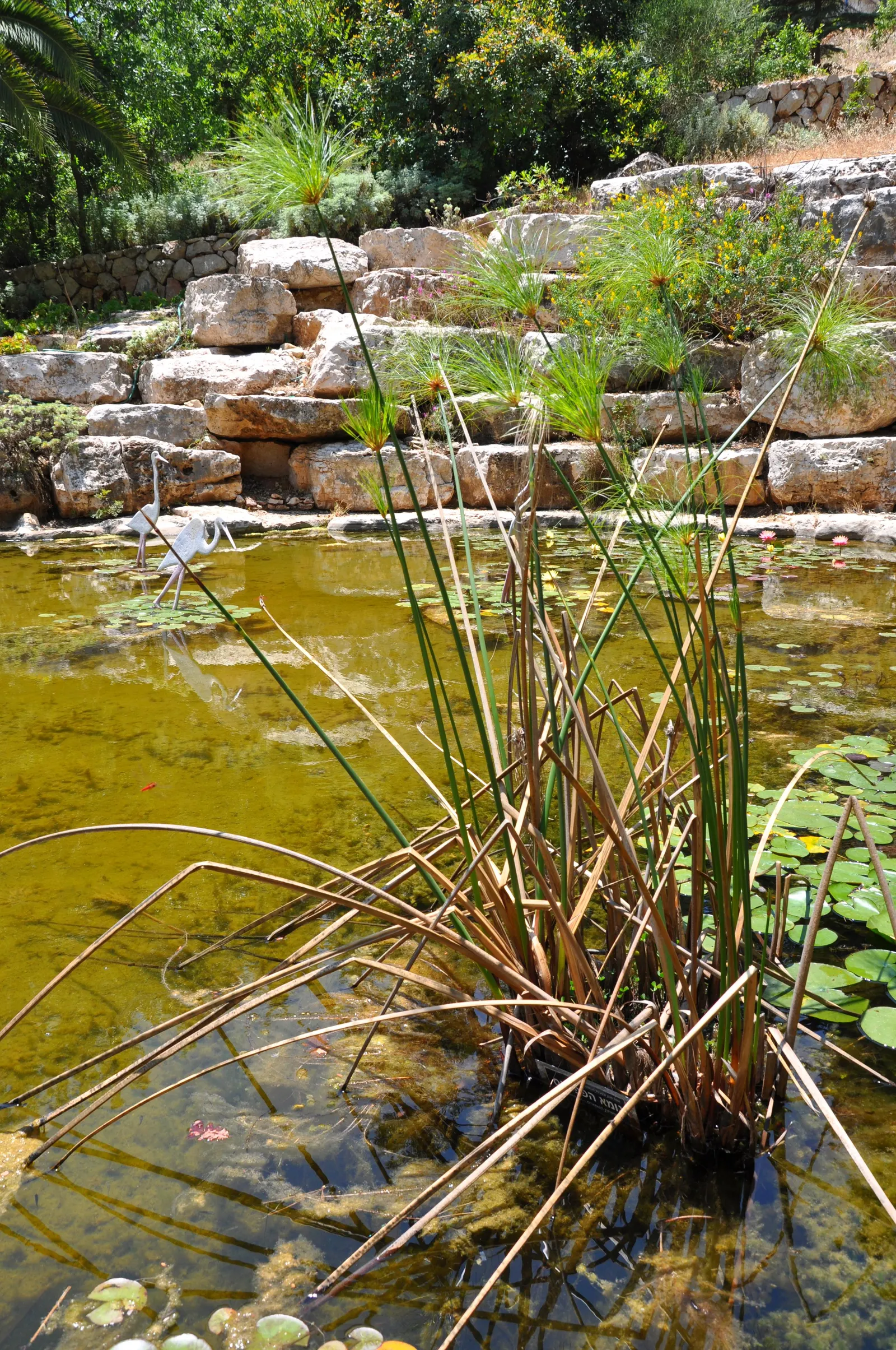 Papyrus, Egyptian Paper Reed (Cyperus Papyrus) — The plant's penchant for wet conditions makes it an excellent choice for water gardens; ideal for water