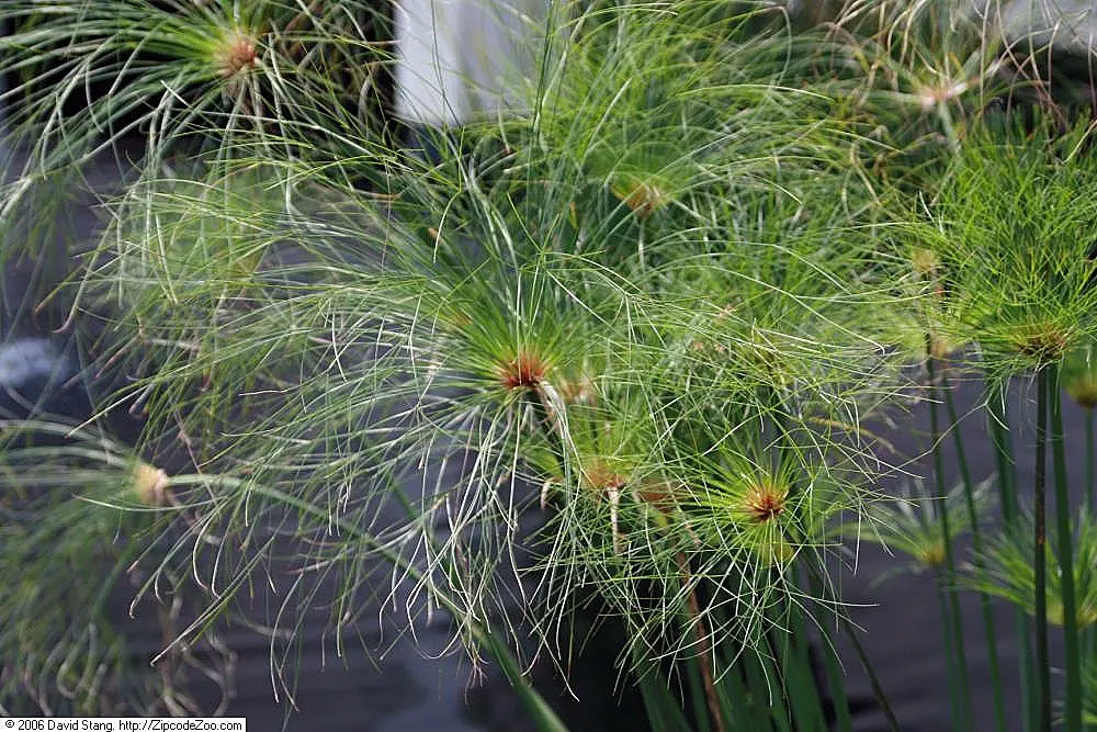 Papyrus, Egyptian Paper Reed (Cyperus Papyrus) — perennial for full or half