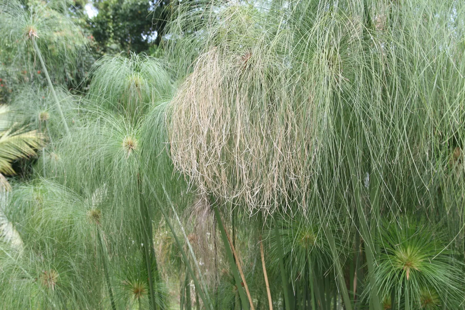 Papyrus, Egyptian Paper Reed (Cyperus Papyrus) — this graceful plant can reach up to 10 feet in height under ideal conditions