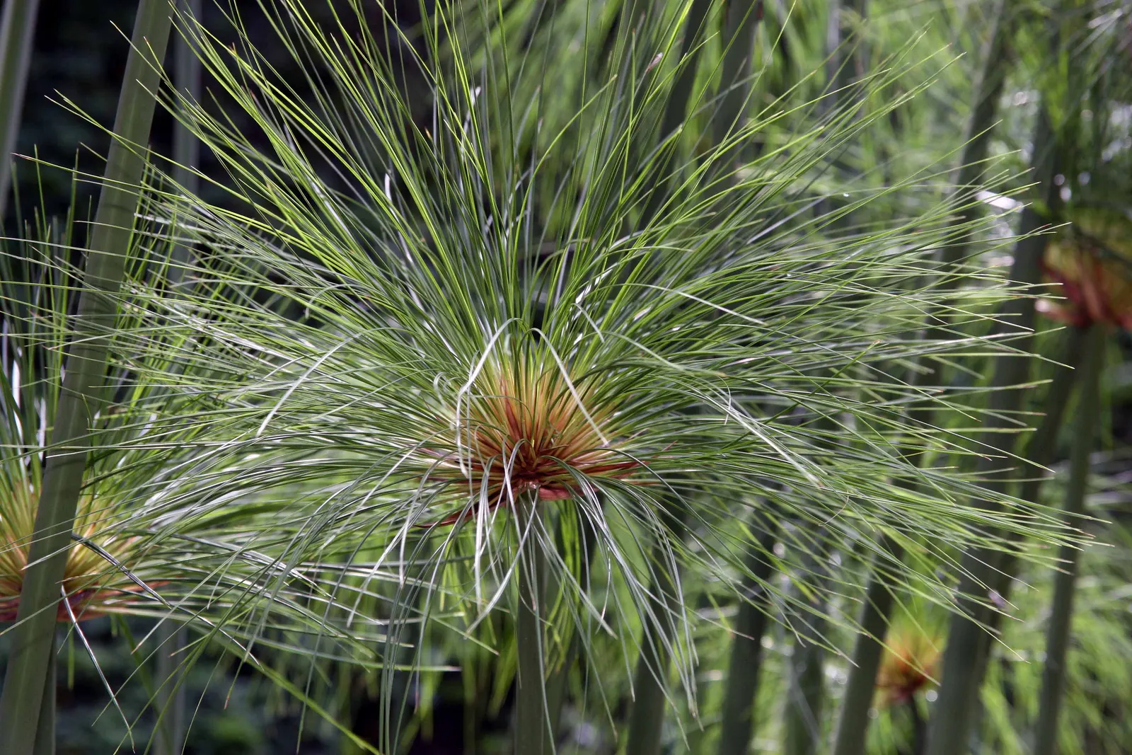 Papyrus, Egyptian Paper Reed (Cyperus Papyrus) — which give it a distinctive; when educating the client on the Papyrus