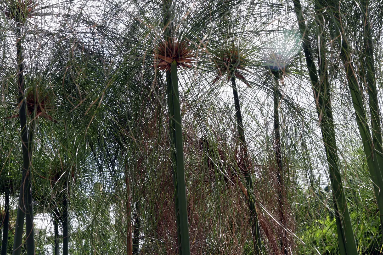 Papyrus, Egyptian Paper Reed (Cyperus Papyrus) — which give it a distinctive