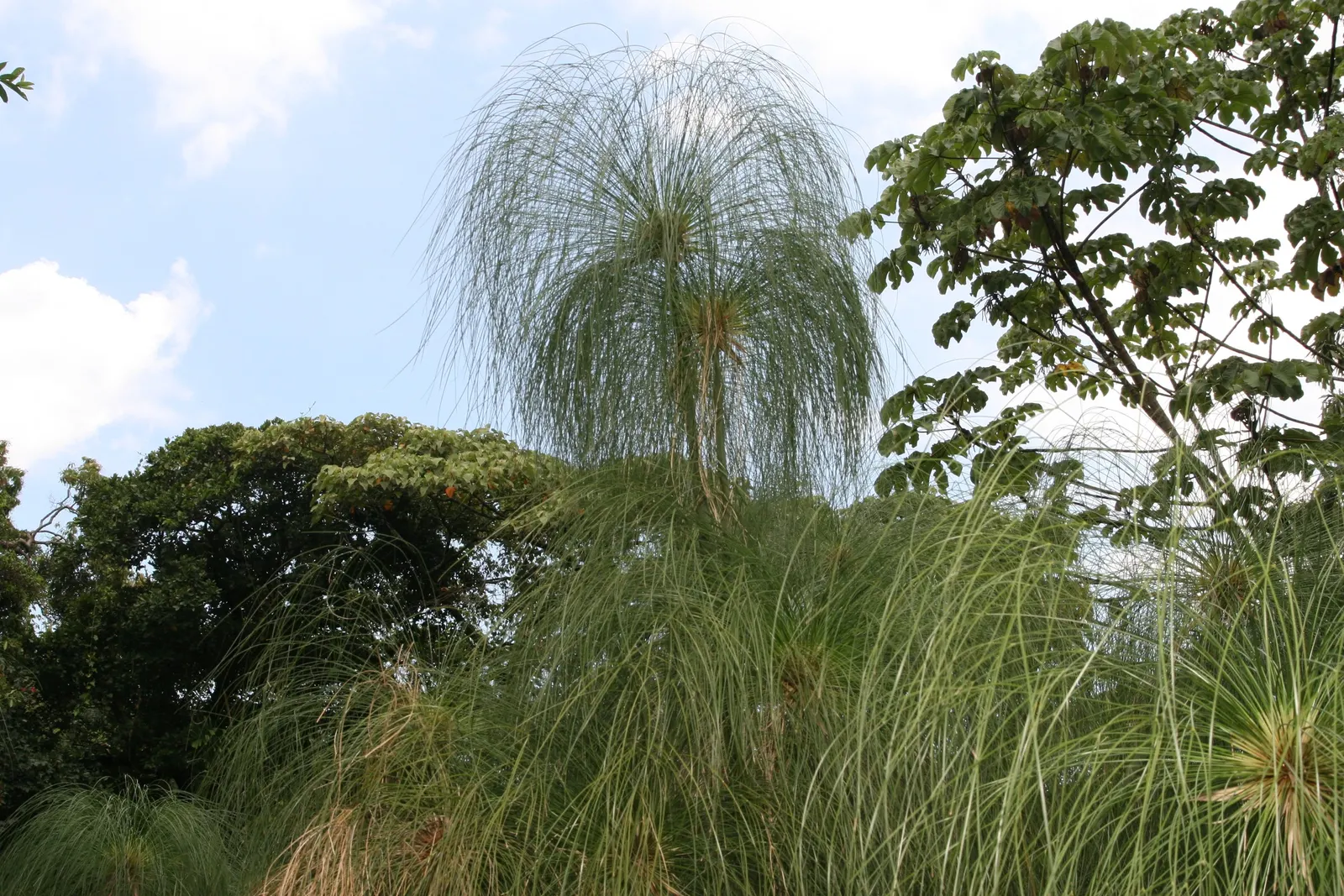Papyrus, Egyptian Paper Reed (Cyperus Papyrus) — Papyrus (Cyperus papyrus), an ornamental aquatic plant, conjures the look of ancient Egypt; ideal for water