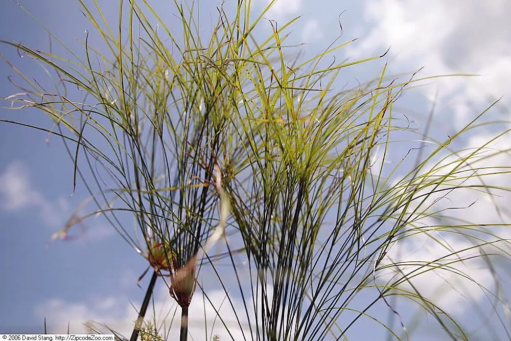 Papyrus, Egyptian Paper Reed (Cyperus Papyrus) — A frost-sensitive perennial, it requires winter protection or indoor relocation in colder zones, image 68