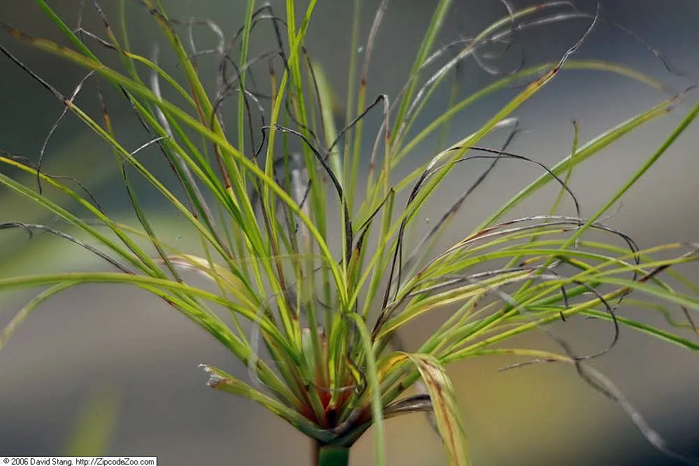 Papyrus, Egyptian Paper Reed (Cyperus Papyrus) — perennial for full or half; when educating the client on the Papyrus, image 84