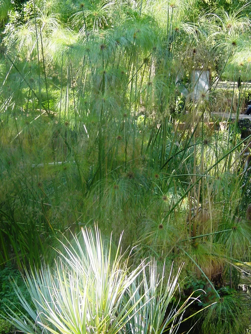 Papyrus, Egyptian Paper Reed (Cyperus Papyrus) — aquatic perennial that holds a storied place in history as the source of ancient paper; ideal for water