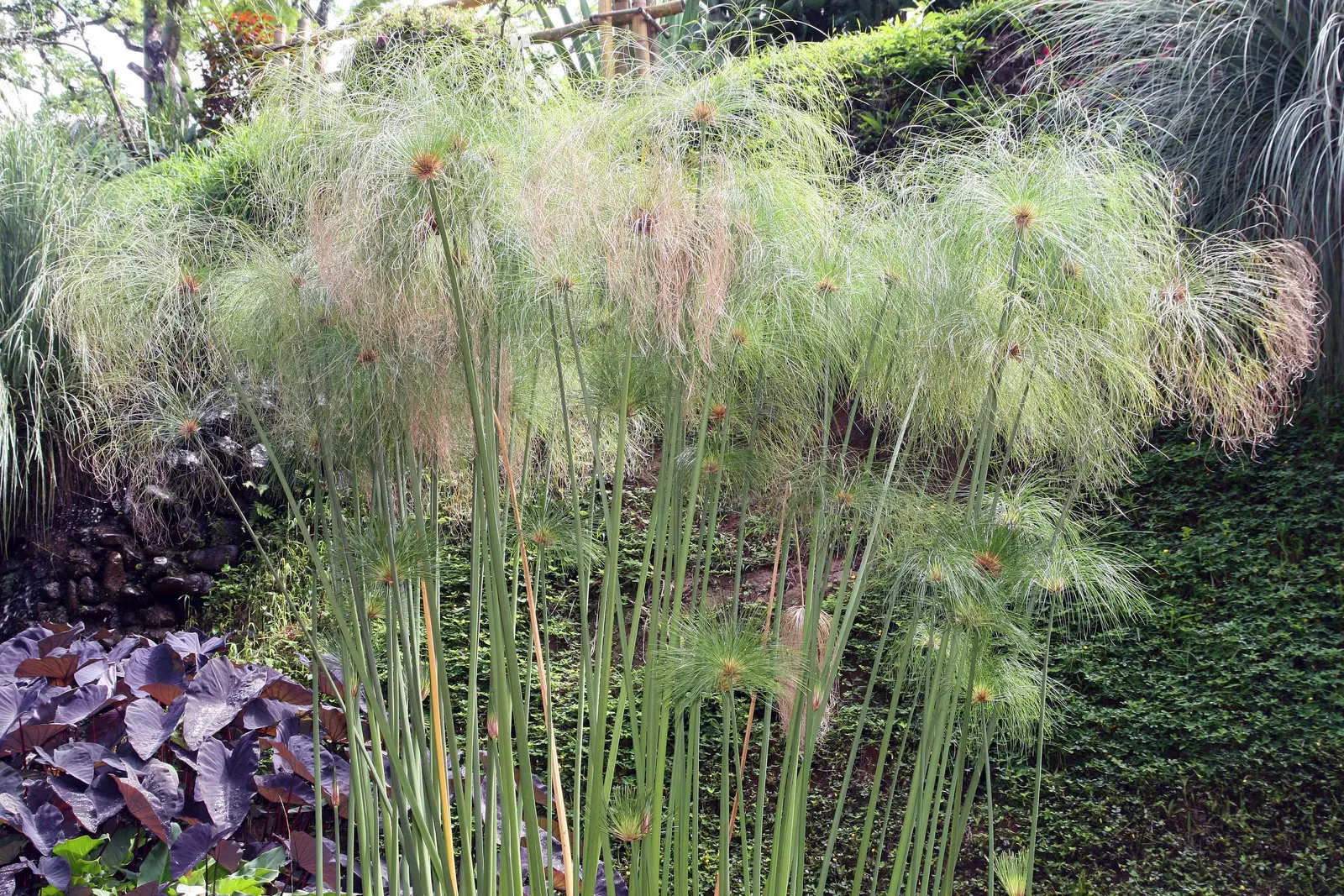 Papyrus, Egyptian Paper Reed (Cyperus Papyrus) — this graceful plant can reach up to 10 feet in height under ideal conditions; slender stems topped, image 50