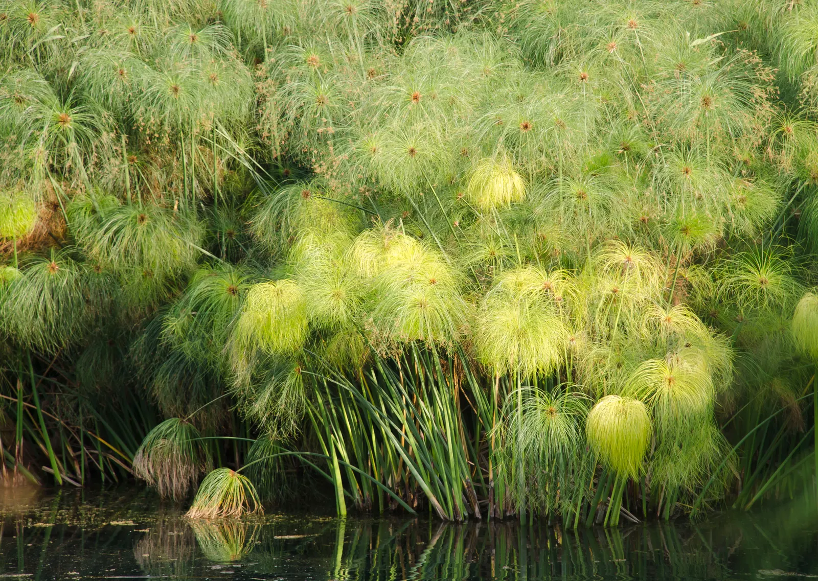 Papyrus, Egyptian Paper Reed (Cyperus Papyrus) — slender stems topped with a tuft of thread-like rays