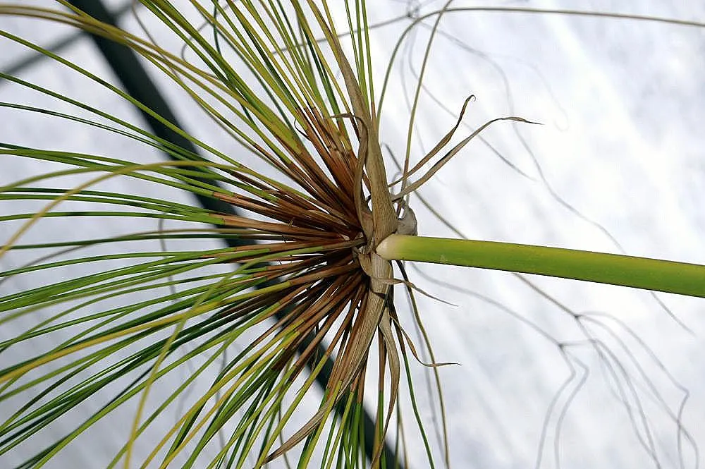 Papyrus, Egyptian Paper Reed (Cyperus Papyrus) — slender stems topped with a tuft of thread-like rays, image 74