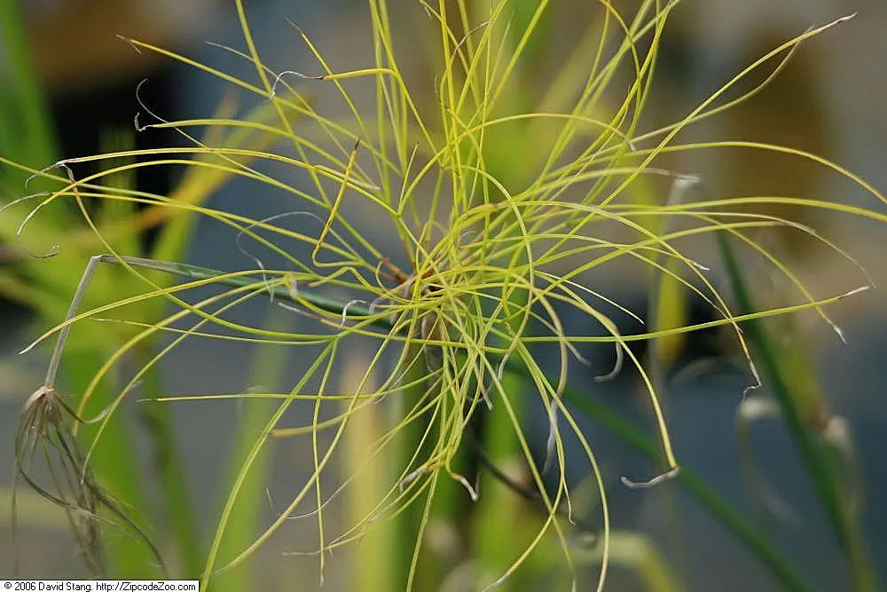 Papyrus, Egyptian Paper Reed (Cyperus Papyrus) — with a spread of approximately 2 to 4 feet; when educating the client on the Papyrus, image 51