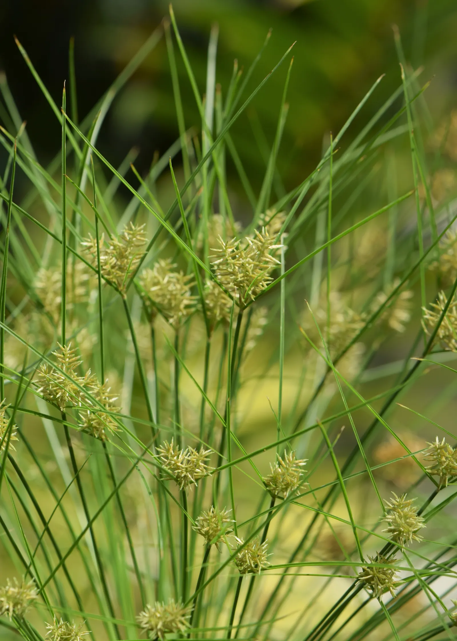Papyrus, Egyptian Paper Reed (Cyperus Papyrus) — The plant's penchant for wet conditions makes it an excellent choice for water gardens; ideal for, image 79