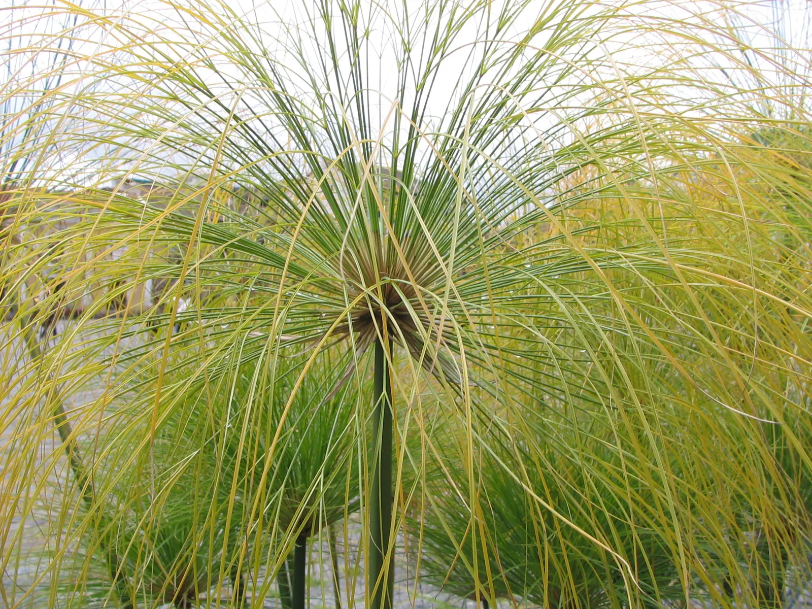 Papyrus, Egyptian Paper Reed (Cyperus Papyrus) — Thriving in USDA zones 9-11, its tall, triangular stems can reach 8-10 ft, topped with feathery plumes