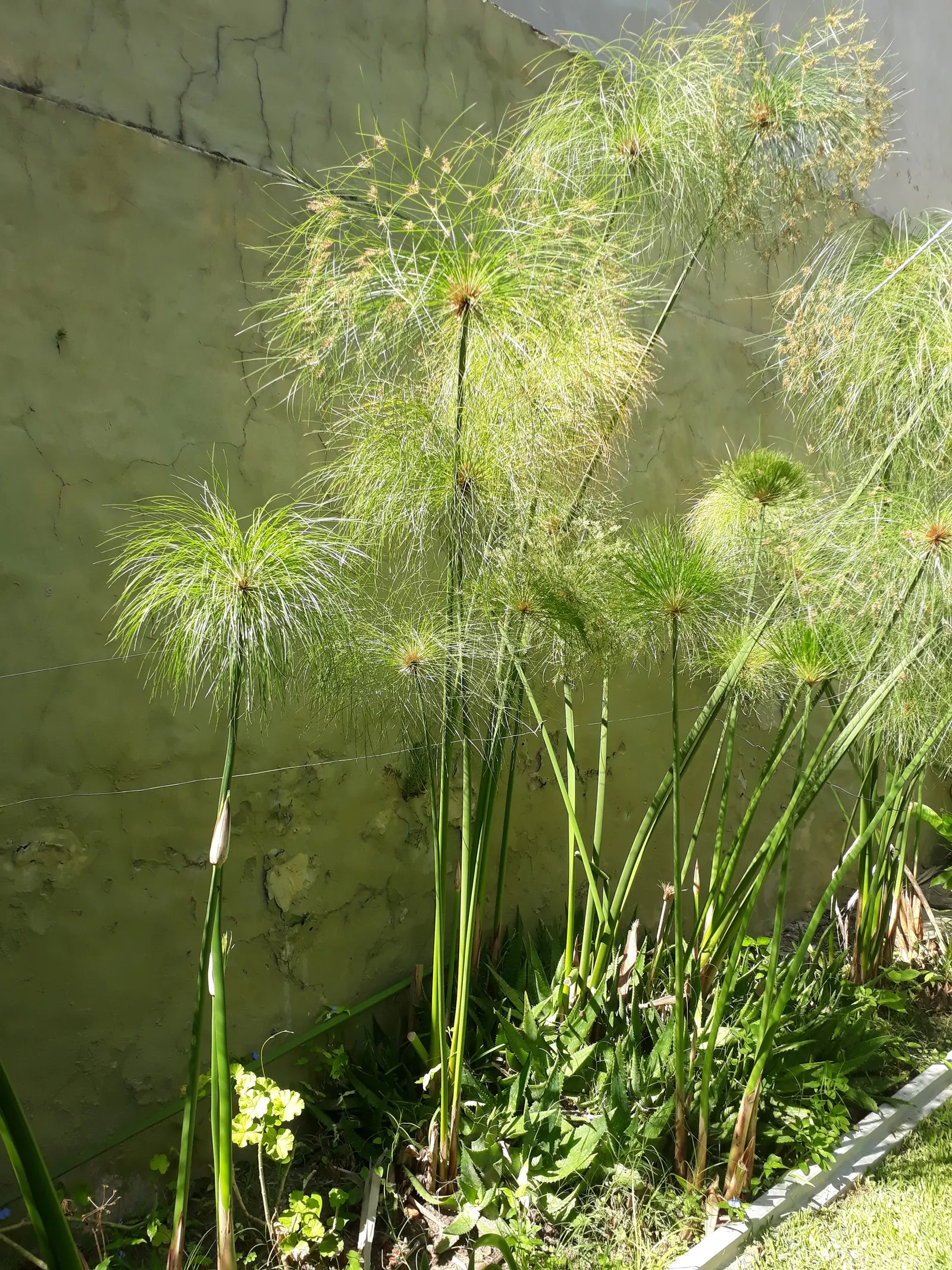 Papyrus, Egyptian Paper Reed (Cyperus Papyrus) — It demands full sun and wet soil, preferring to stand in water up to 4 inches deep; when educating the client