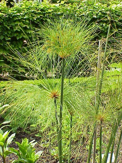 Papyrus, Egyptian Paper Reed (Cyperus Papyrus) — A frost-sensitive perennial, it requires winter protection or indoor relocation in colder zones, image 47