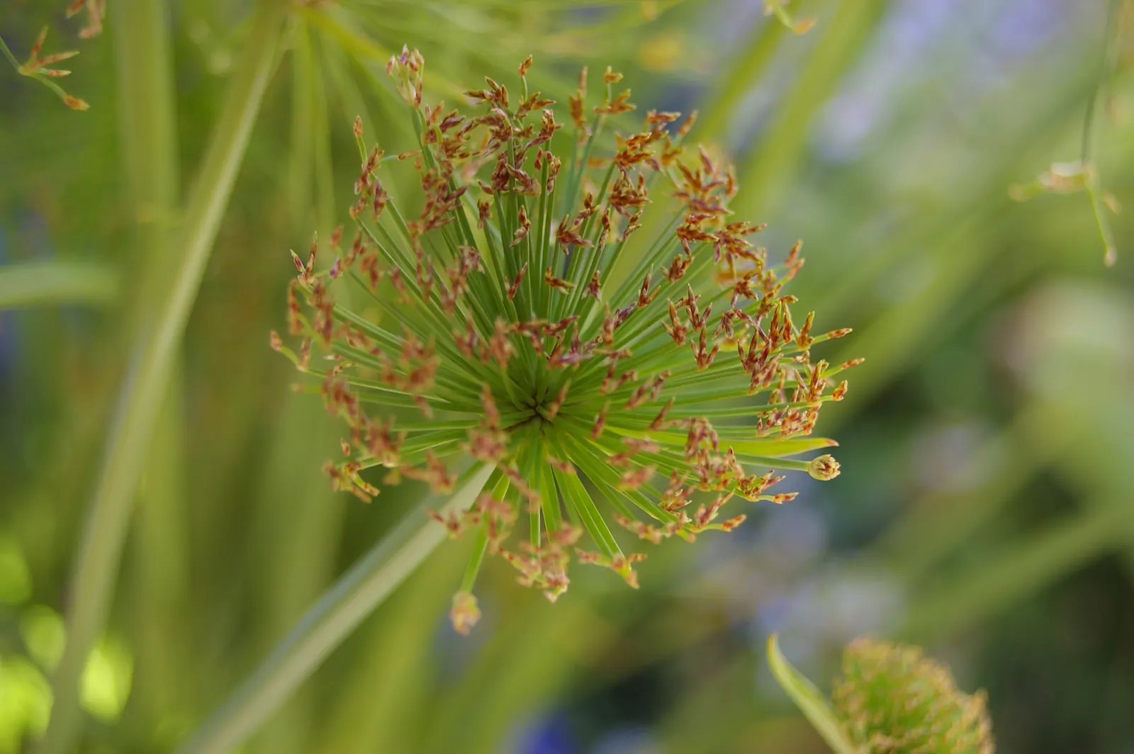 Papyrus, Egyptian Paper Reed (Cyperus Papyrus) — aquatic perennial that holds a storied place in history as the source of ancient paper; ideal for, image 91