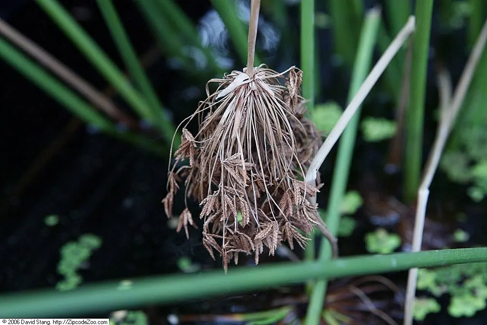 Papyrus, Egyptian Paper Reed (Cyperus Papyrus) — perennial for full or half; when educating the client on the Papyrus