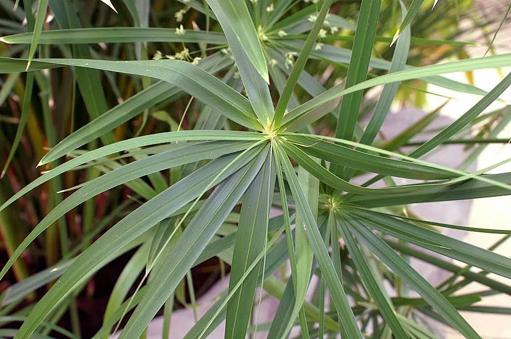Papyrus, Egyptian Paper Reed (Cyperus Papyrus) — commonly known as Egyptian Paper Reed or Papyrus; when educating the client on the Papyrus, image 90