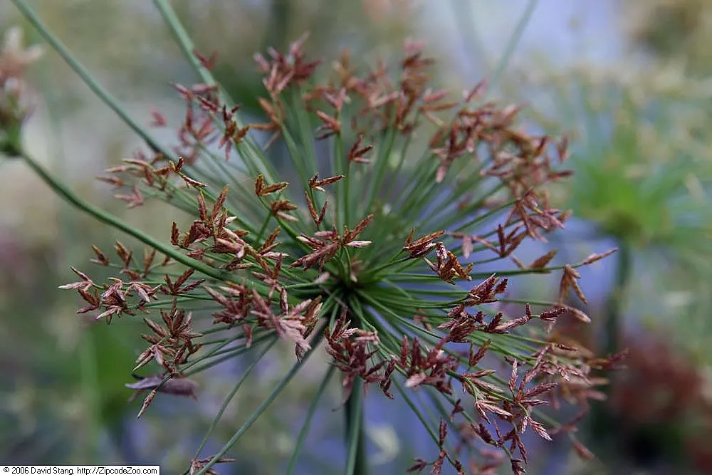 Papyrus, Egyptian Paper Reed (Cyperus Papyrus) — with a spread of approximately 2 to 4 feet