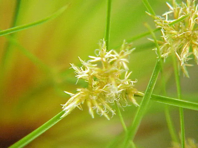 Papyrus, Egyptian Paper Reed (Cyperus Papyrus) — It demands full sun and wet soil, preferring to stand in water up to 4 inches deep