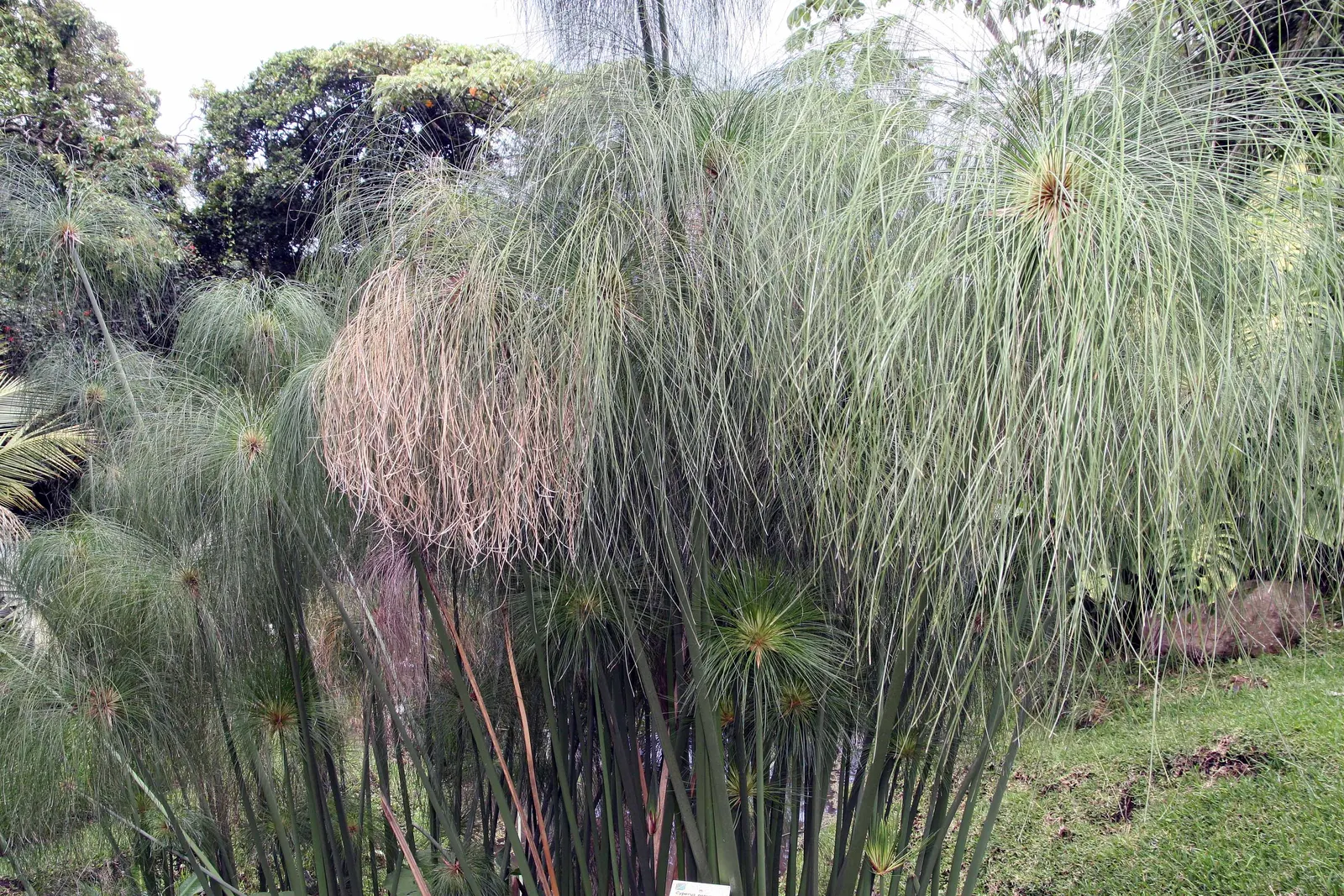 Papyrus, Egyptian Paper Reed (Cyperus Papyrus) — A frost-sensitive perennial, it requires winter protection or indoor relocation in colder zones; slender stems