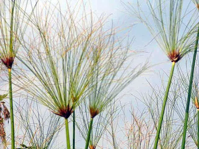 Papyrus, Egyptian Paper Reed (Cyperus Papyrus) — thriving in USDA hardiness zones 9 through 11; slender stems topped with a tuft of thread-like rays, image 77