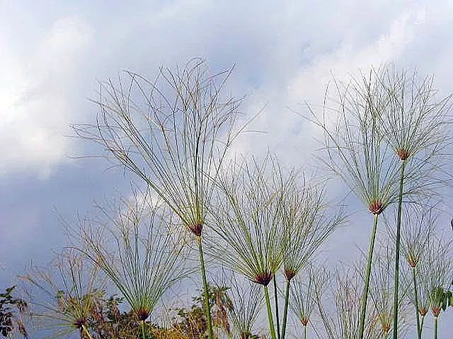 Papyrus, Egyptian Paper Reed (Cyperus Papyrus) — When educating the client on the Papyrus, image 60