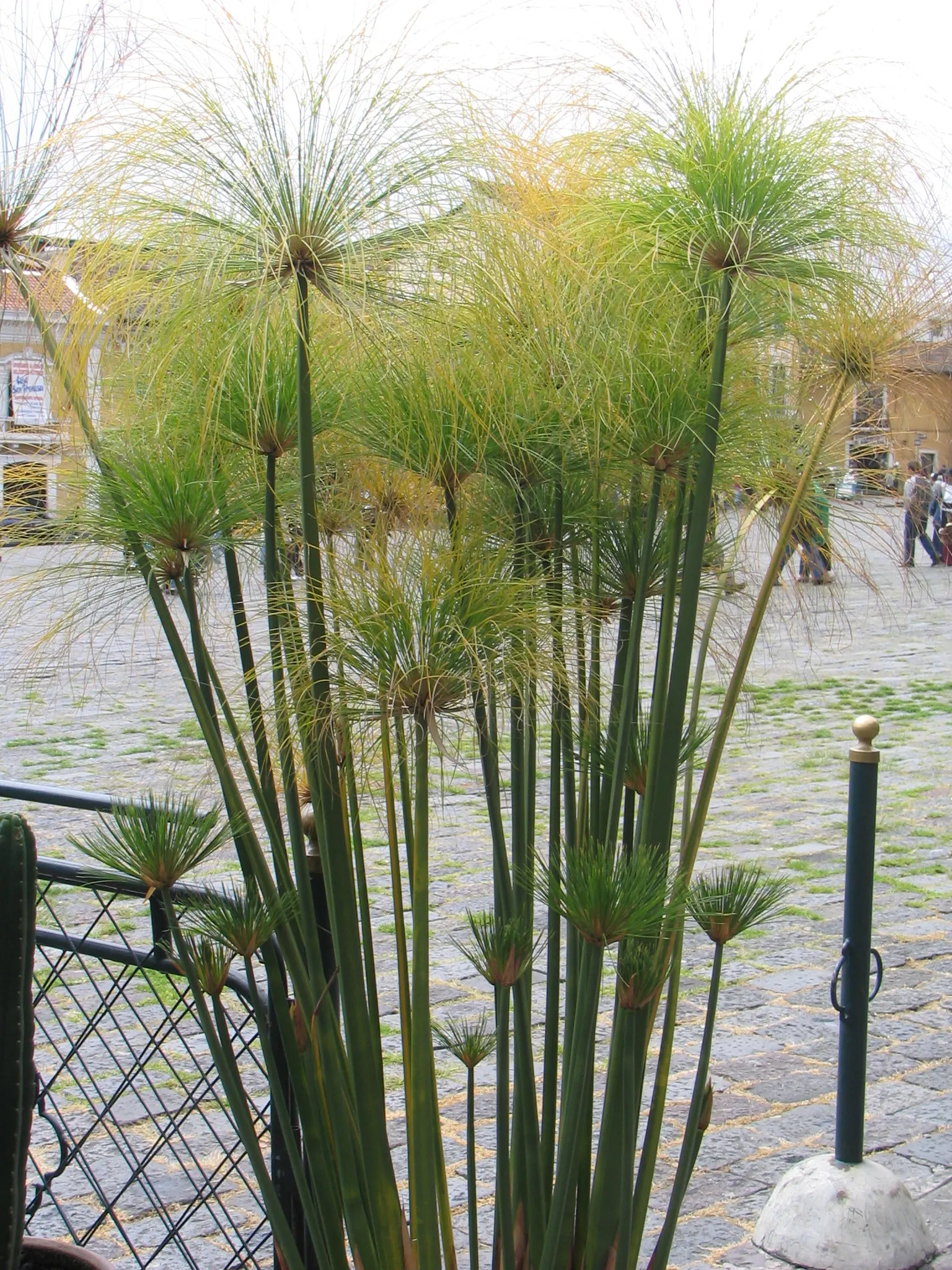 Papyrus, Egyptian Paper Reed (Cyperus Papyrus) — umbrella-like appearance.<br><br>Papyrus prefers full to partial sun exposure; ideal for water gardens, it