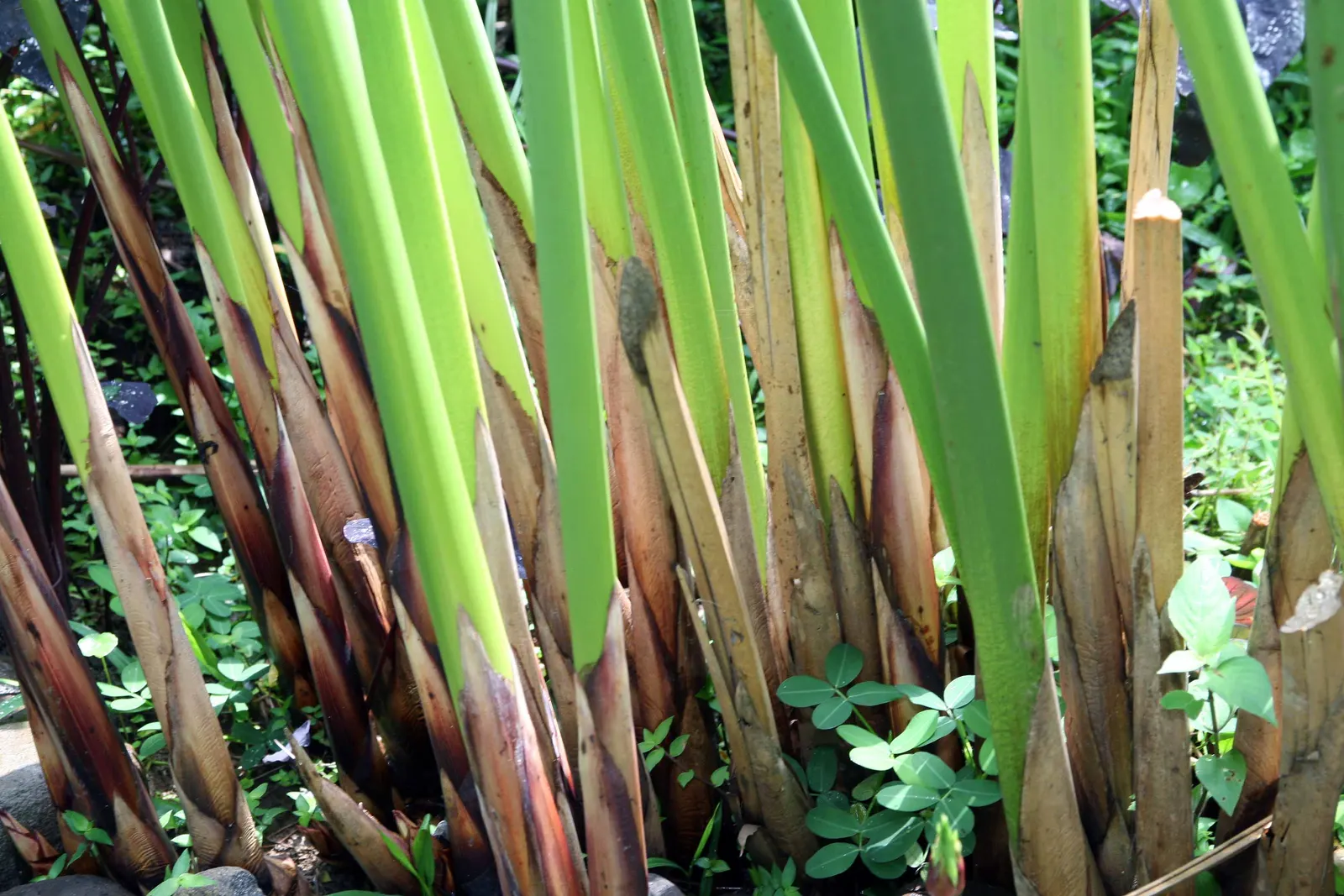 Papyrus, Egyptian Paper Reed (Cyperus Papyrus) — Papyrus (Cyperus papyrus), an ornamental aquatic plant, conjures the look of ancient Egypt