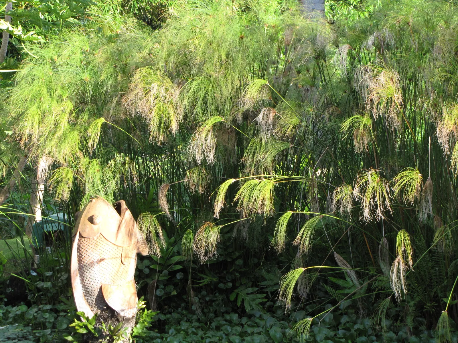 Papyrus, Egyptian Paper Reed (Cyperus Papyrus) — it should be noted that while it is no longer used for paper-making; ideal for water gardens, it adds height