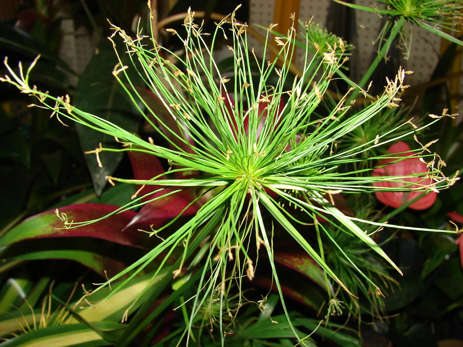 Papyrus, Egyptian Paper Reed (Cyperus Papyrus) — Papyrus (Cyperus papyrus), an ornamental aquatic plant, conjures the look of ancient Egypt; ideal, image 85