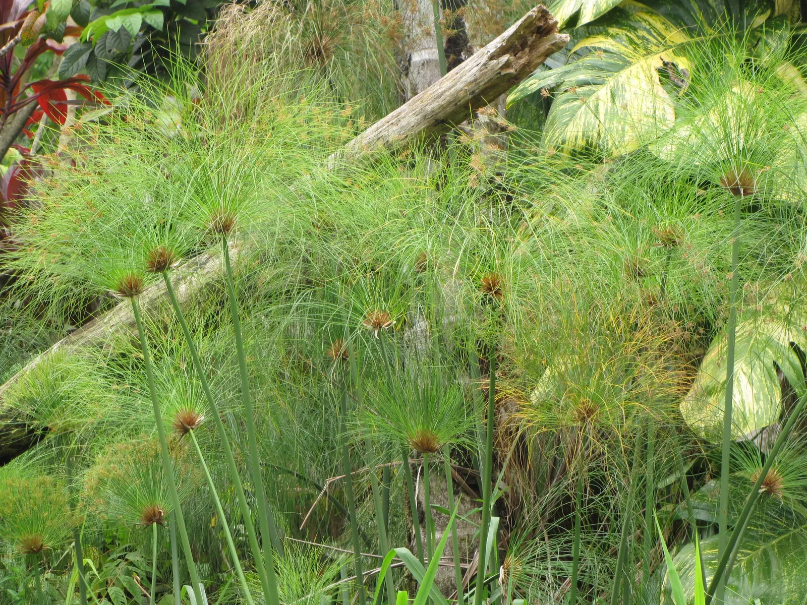 Papyrus, Egyptian Paper Reed (Cyperus Papyrus) — commonly known as Egyptian Paper Reed or Papyrus; when educating the client on the Papyrus