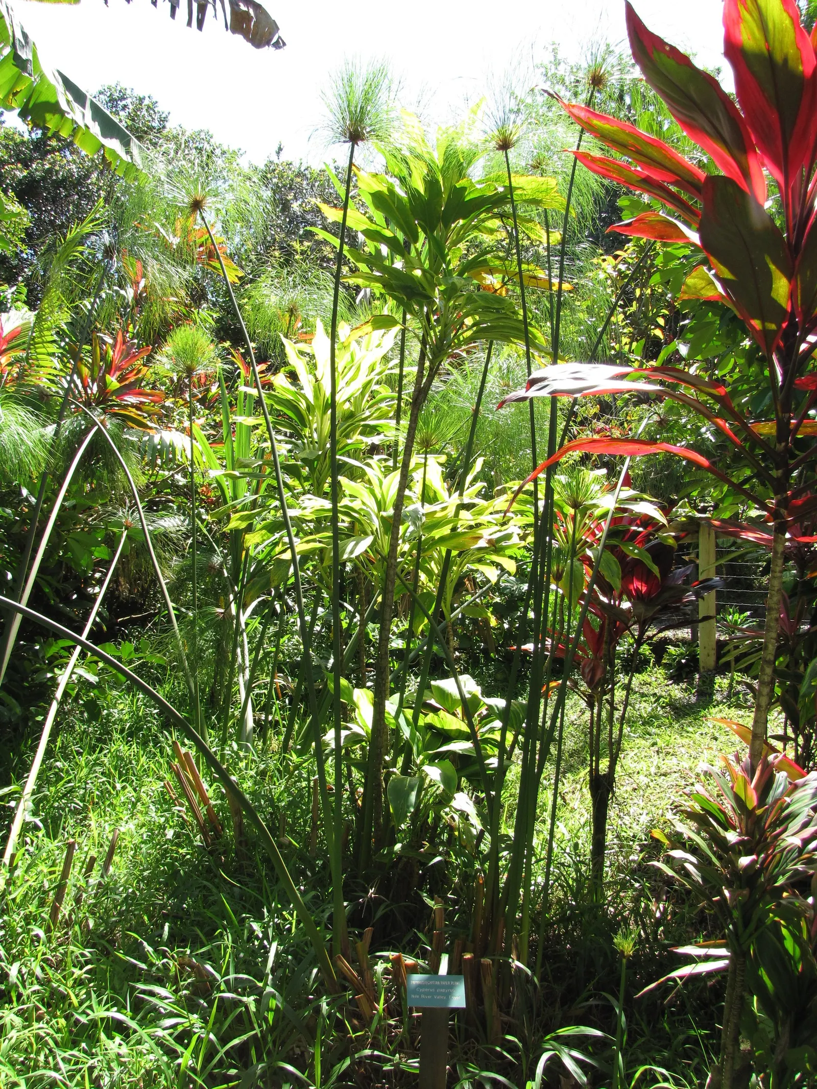 Papyrus, Egyptian Paper Reed (Cyperus Papyrus) — A frost-sensitive perennial, it requires winter protection or indoor relocation in colder zones