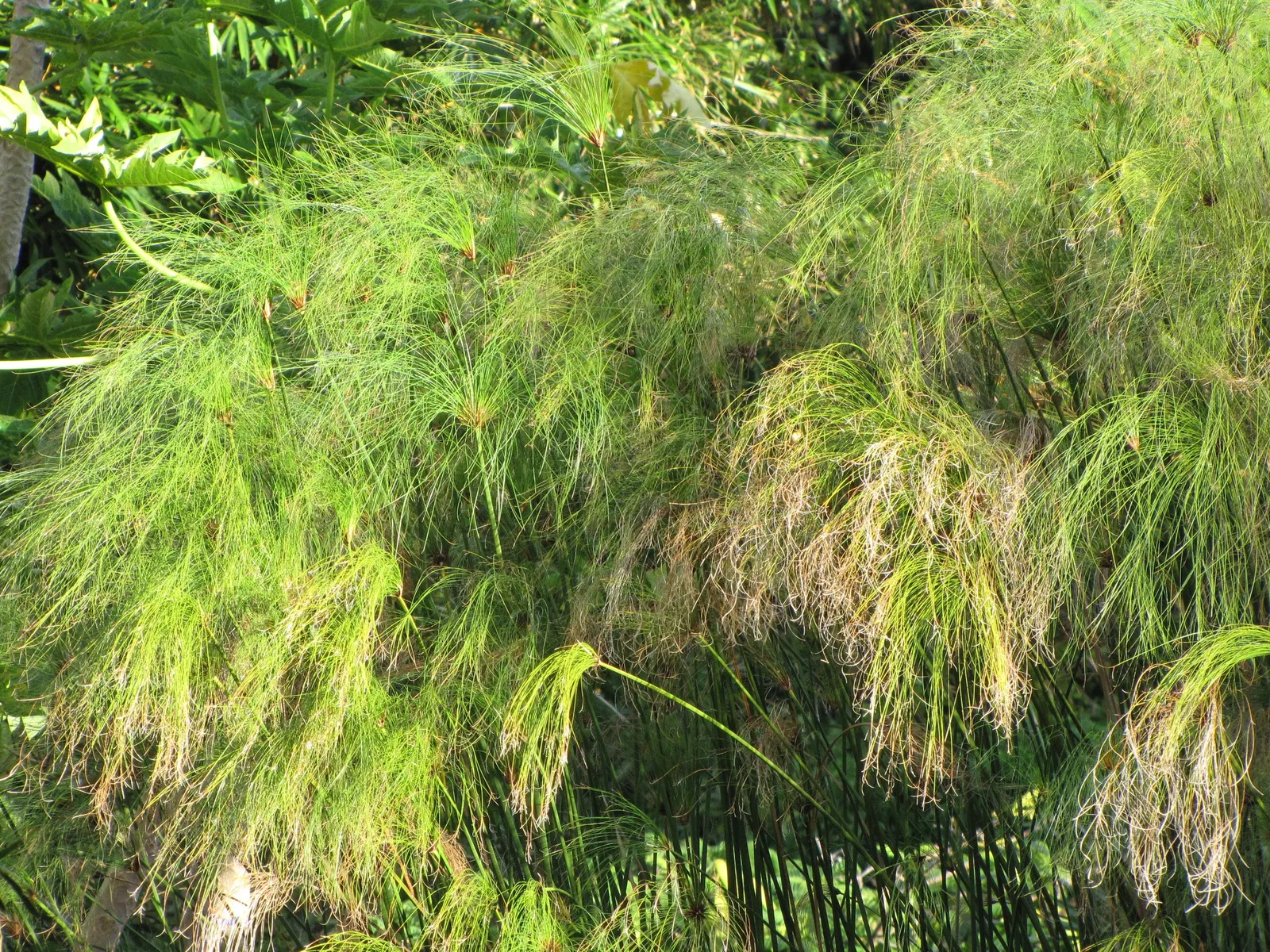 Papyrus, Egyptian Paper Reed (Cyperus Papyrus) — thriving in USDA hardiness zones 9 through 11; slender stems topped with a tuft of thread-like rays