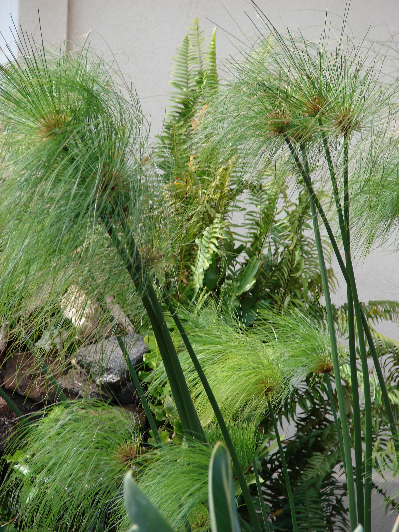 Papyrus, Egyptian Paper Reed (Cyperus Papyrus) — Ideal for water gardens, it adds height and texture, image 88