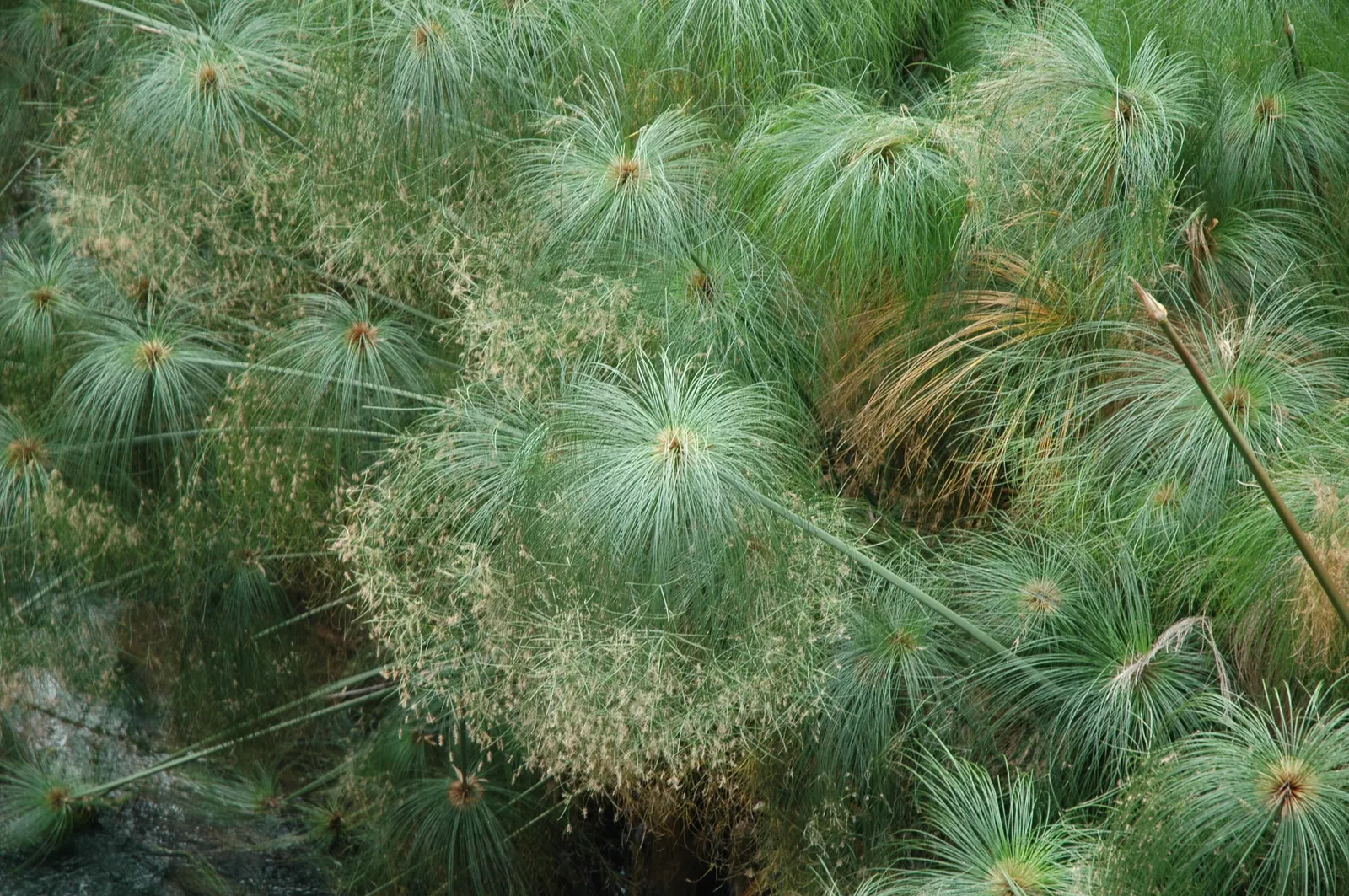 Papyrus, Egyptian Paper Reed (Cyperus Papyrus) — aquatic perennial that holds a storied place in history as the source of ancient paper; ideal for, image 70