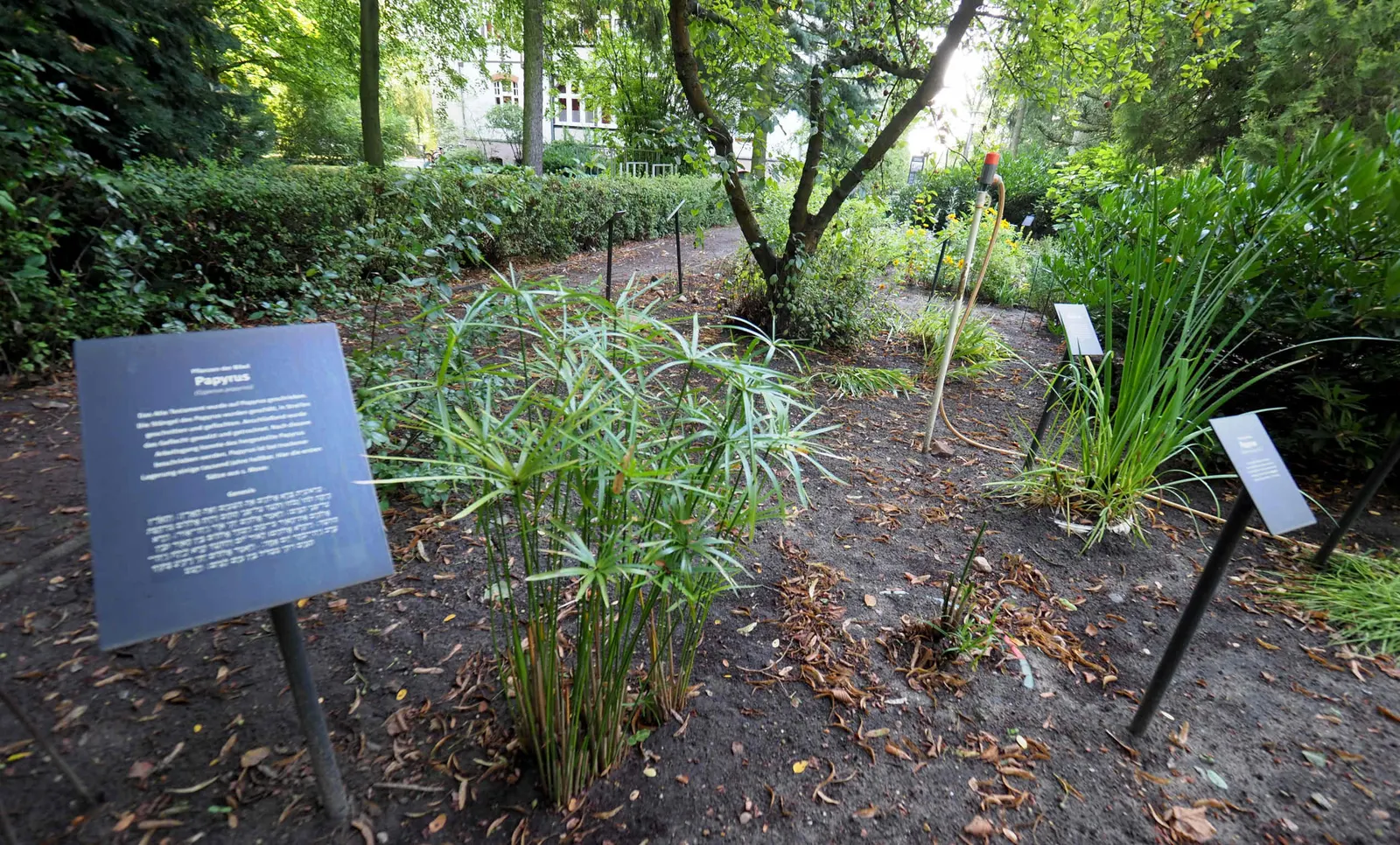 Papyrus, Egyptian Paper Reed (Cyperus Papyrus) — umbrella-like appearance.<br><br>Papyrus prefers full to partial sun exposure