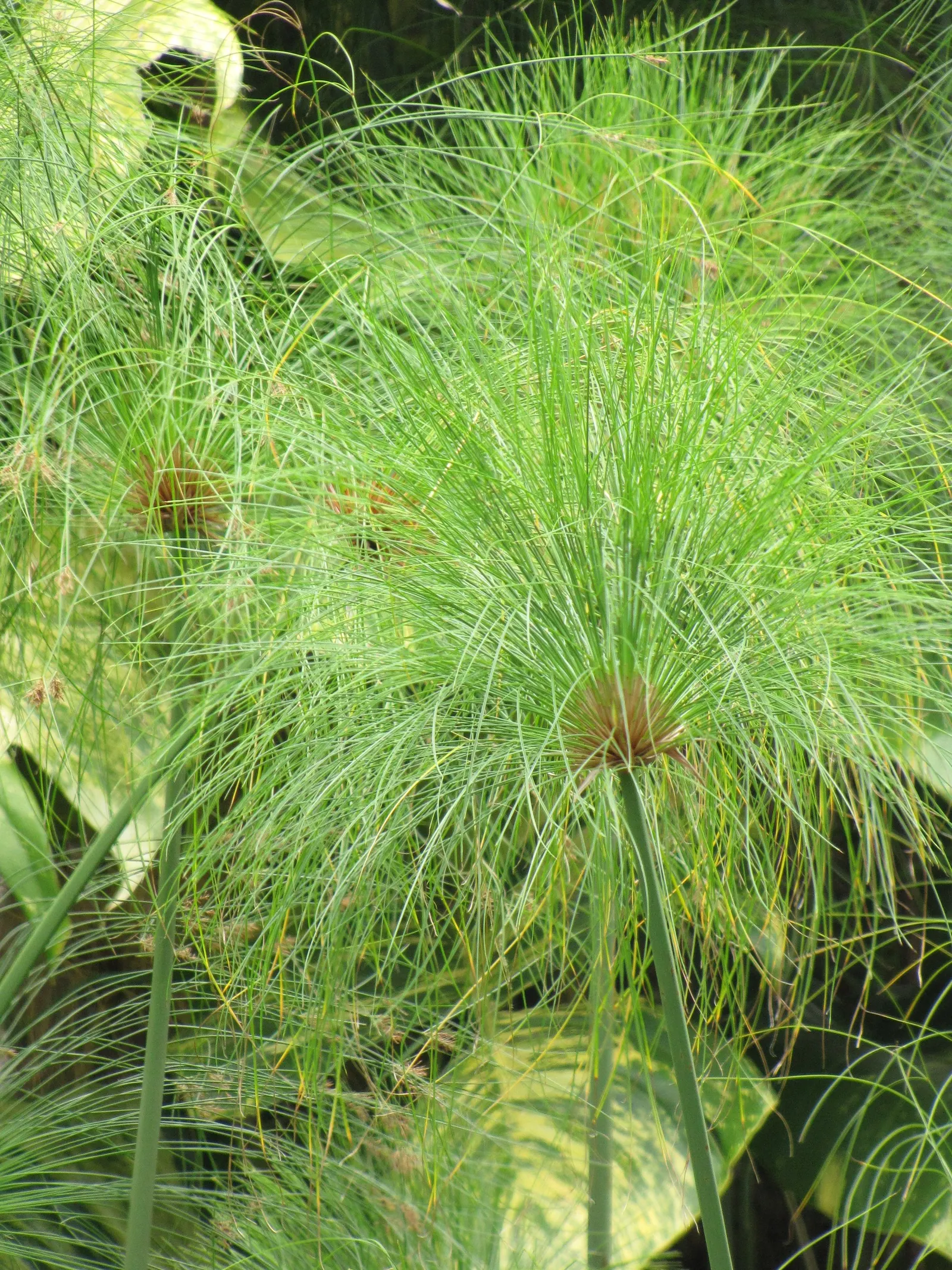 Papyrus, Egyptian Paper Reed (Cyperus Papyrus) — Thriving in USDA zones 9-11, its tall, triangular stems can reach 8-10 ft, topped with feathery, image 23