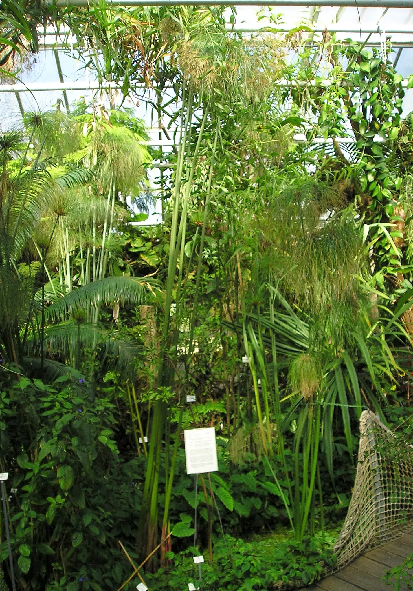 Papyrus, Egyptian Paper Reed (Cyperus Papyrus) — which give it a distinctive; when educating the client on the Papyrus, image 75