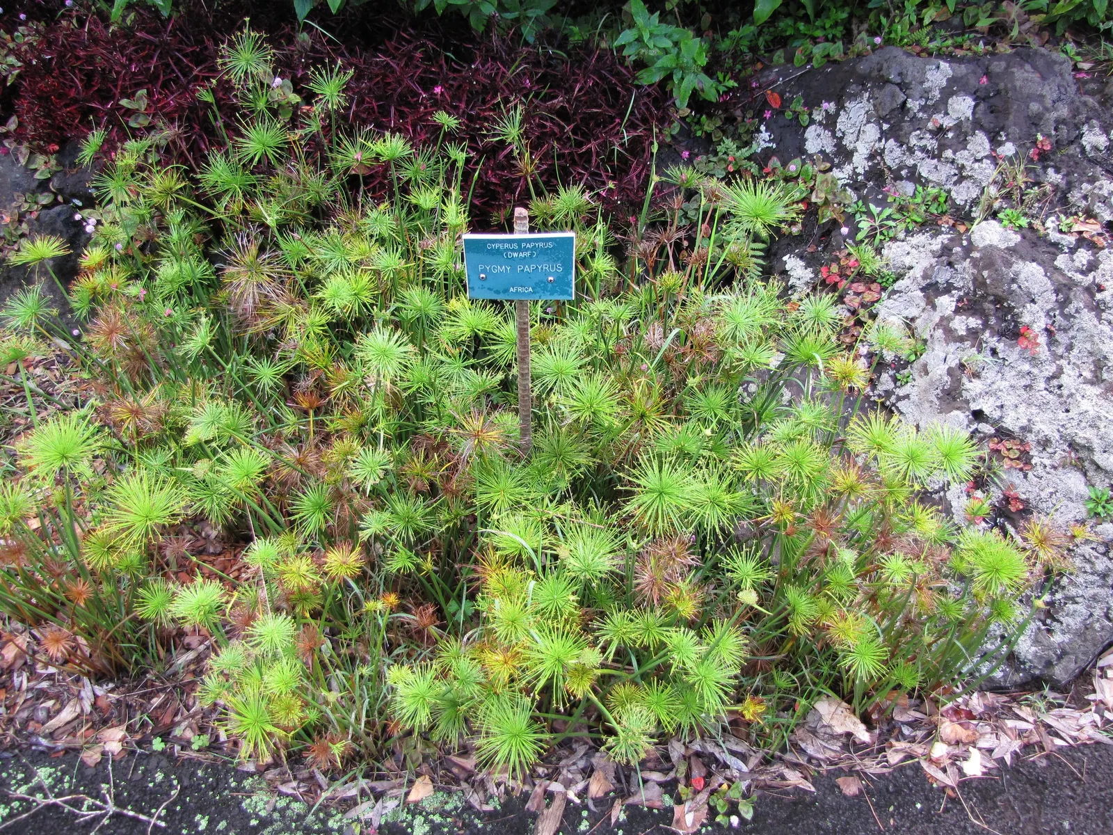 Papyrus, Egyptian Paper Reed (Cyperus Papyrus) — The signature feature of Papyrus is its long; ideal for water gardens, it adds height and texture