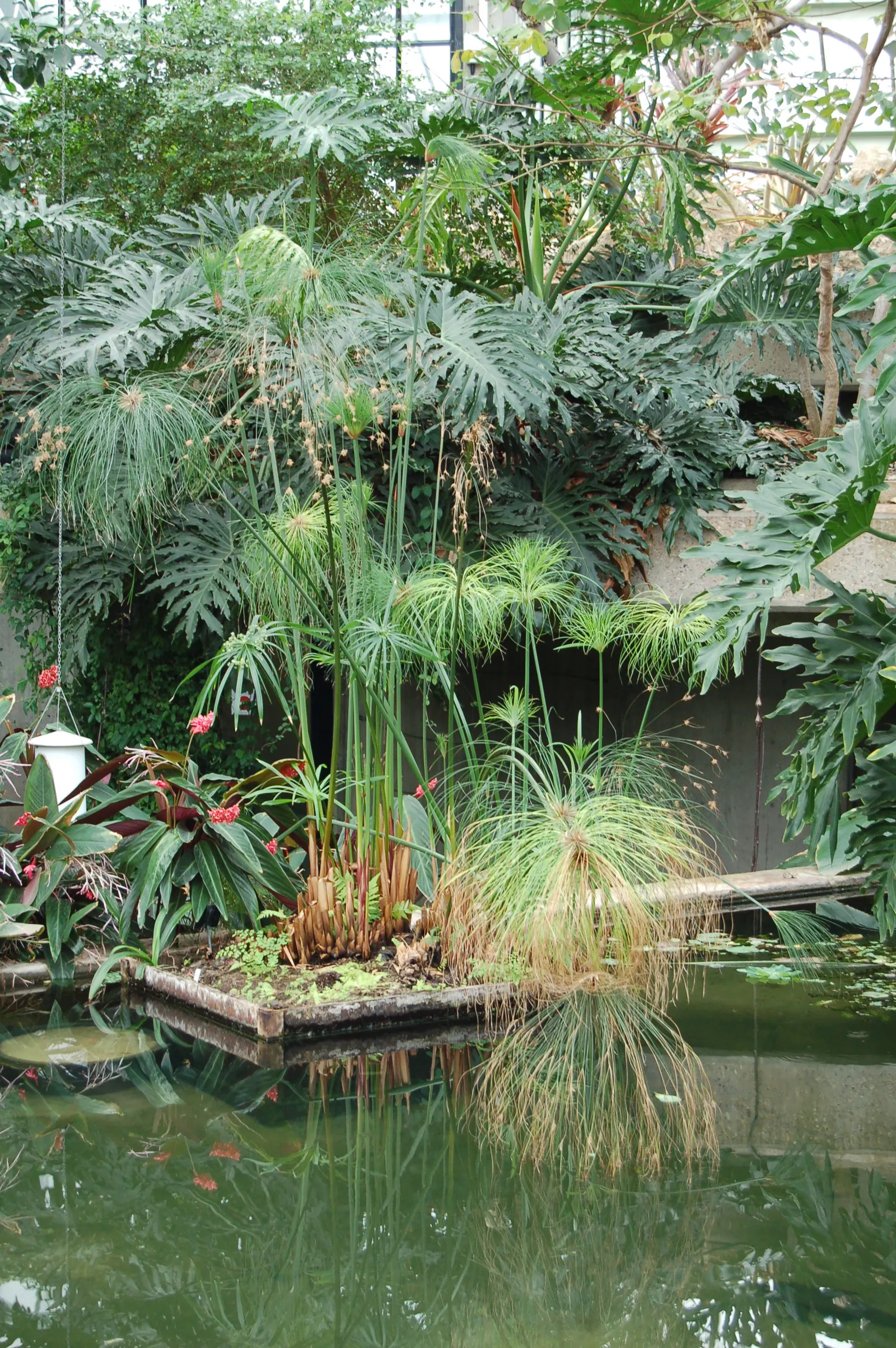 Papyrus, Egyptian Paper Reed (Cyperus Papyrus) — It is not frost-tolerant and requires protection or indoor overwintering in cooler climates