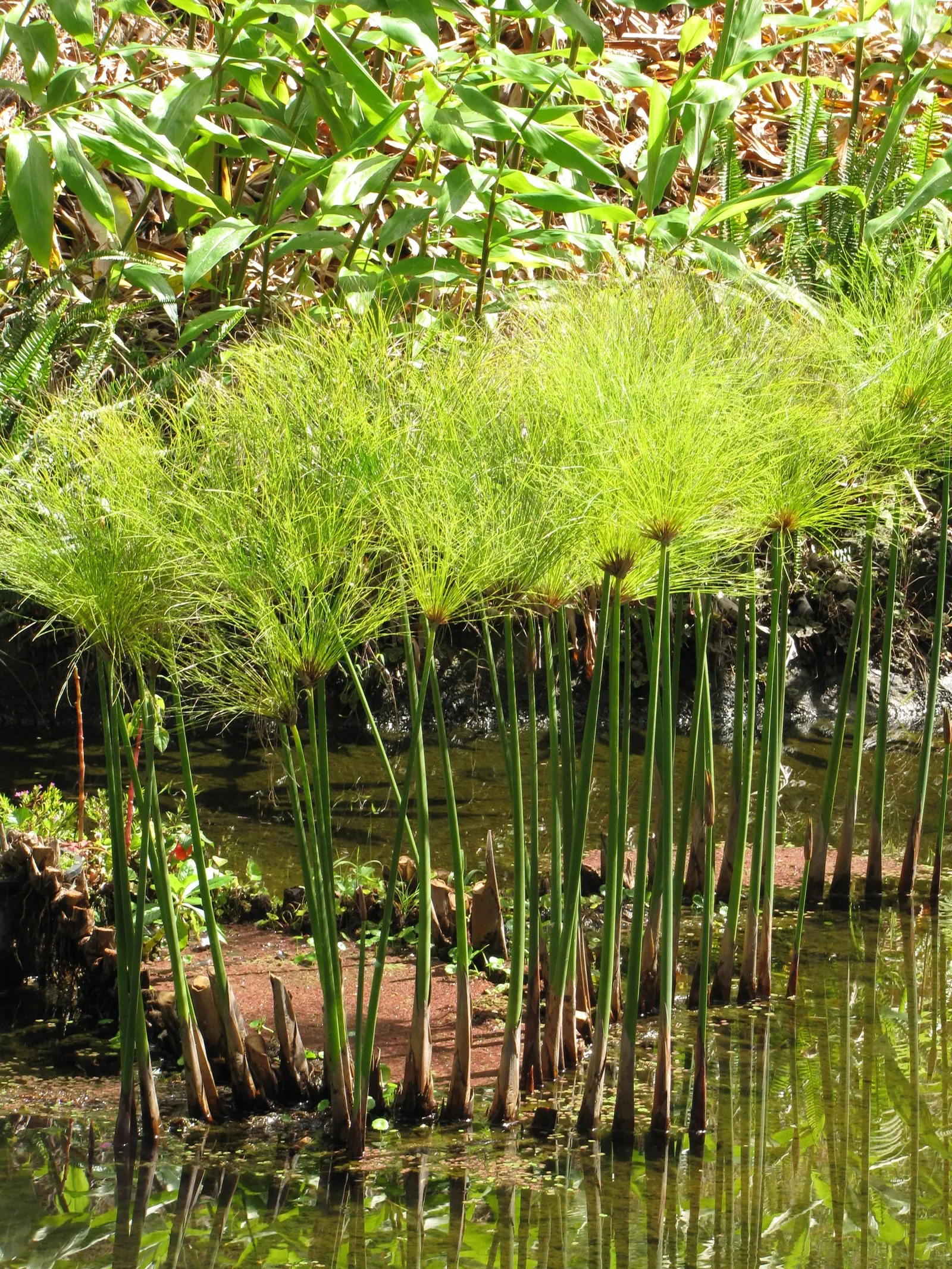 Papyrus, Egyptian Paper Reed (Cyperus Papyrus) — Ideal for water gardens, it adds height and texture, image 25