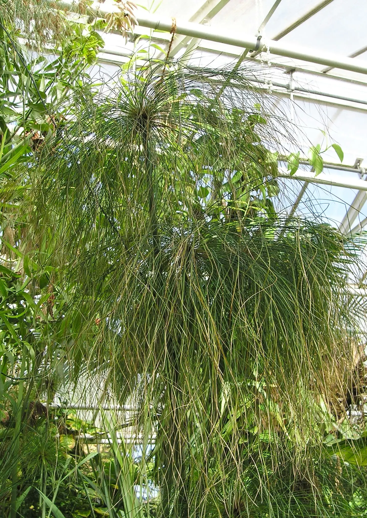 Papyrus, Egyptian Paper Reed (Cyperus Papyrus) — The signature feature of Papyrus is its long
