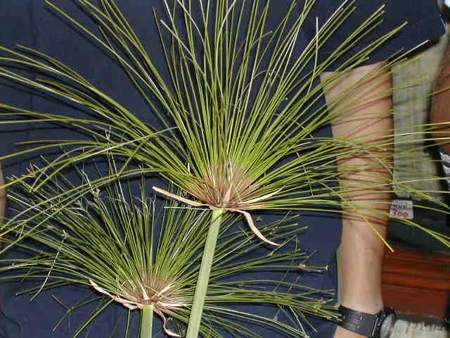 Papyrus, Egyptian Paper Reed (Cyperus Papyrus) — Papyrus (Cyperus papyrus), an ornamental aquatic plant, conjures the look of ancient Egypt; ideal, image 43