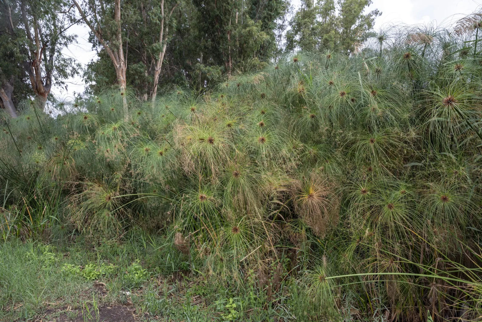 Papyrus, Egyptian Paper Reed (Cyperus Papyrus) — commonly known as Egyptian Paper Reed or Papyrus